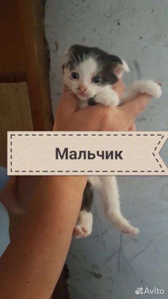 Кошки и котята купить на Зозу.ру - фотография № 2