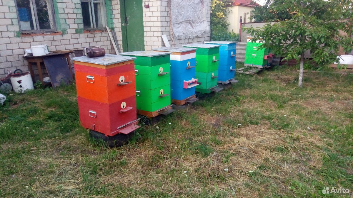 Продам пчелосемьи,отводки,пчелопакеты купить на Зозу.ру - фотография № 2