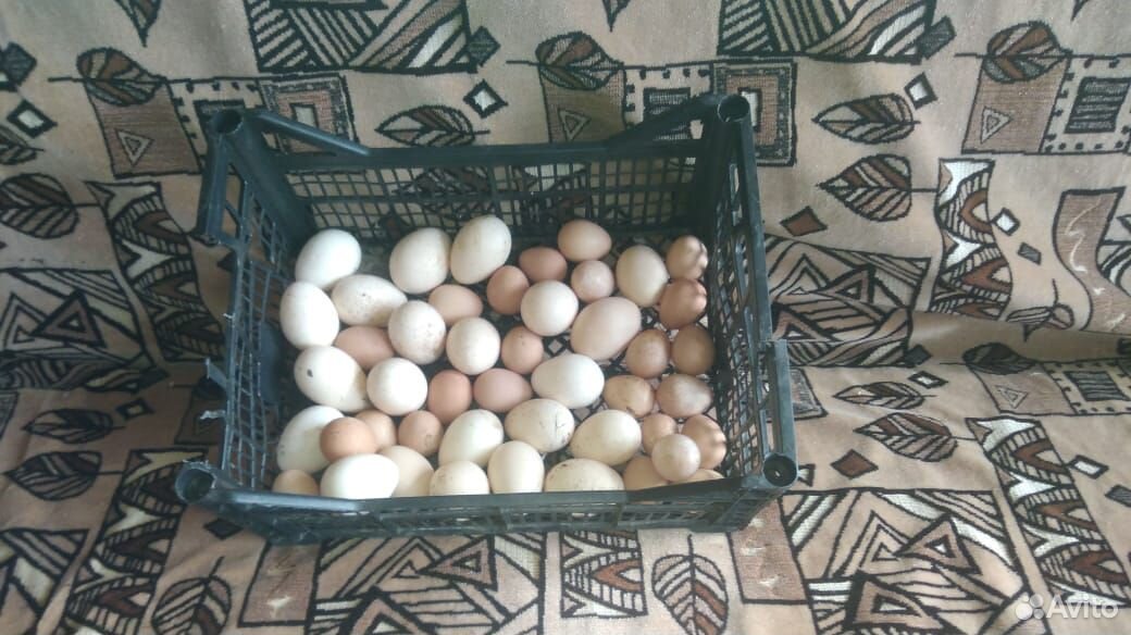 Утята,гусята,индюшата,инкубационное яйцо купить на Зозу.ру - фотография № 2