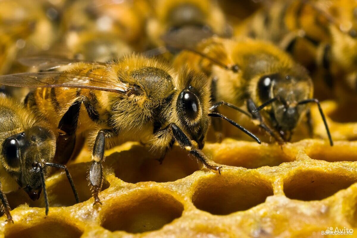 Продам ульи с пчелами купить на Зозу.ру - фотография № 1