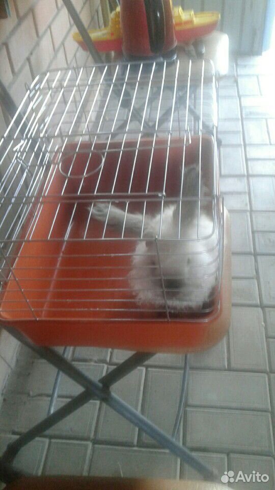Продам декоротивного кролика в месте с клеткой,отл купить на Зозу.ру - фотография № 1