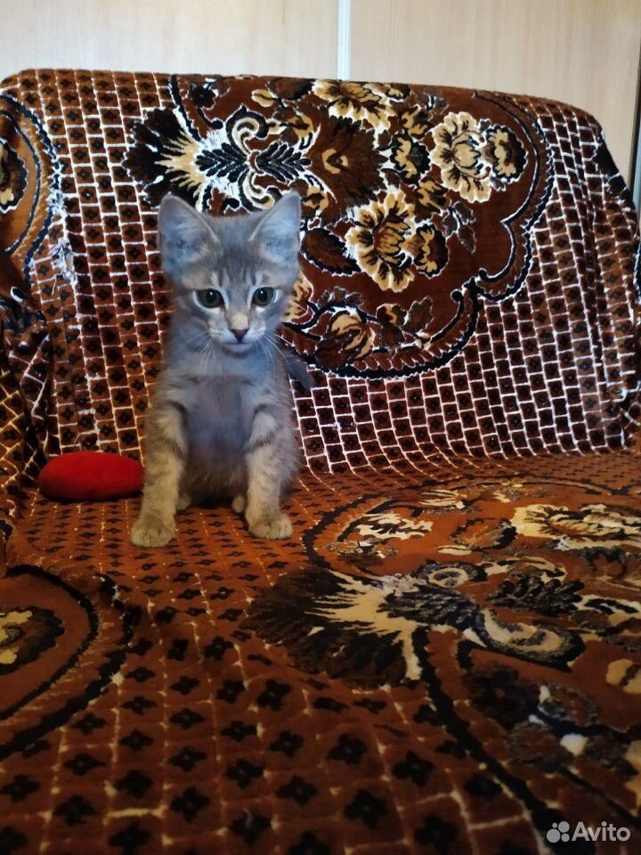 Котик в добрые руки купить на Зозу.ру - фотография № 3