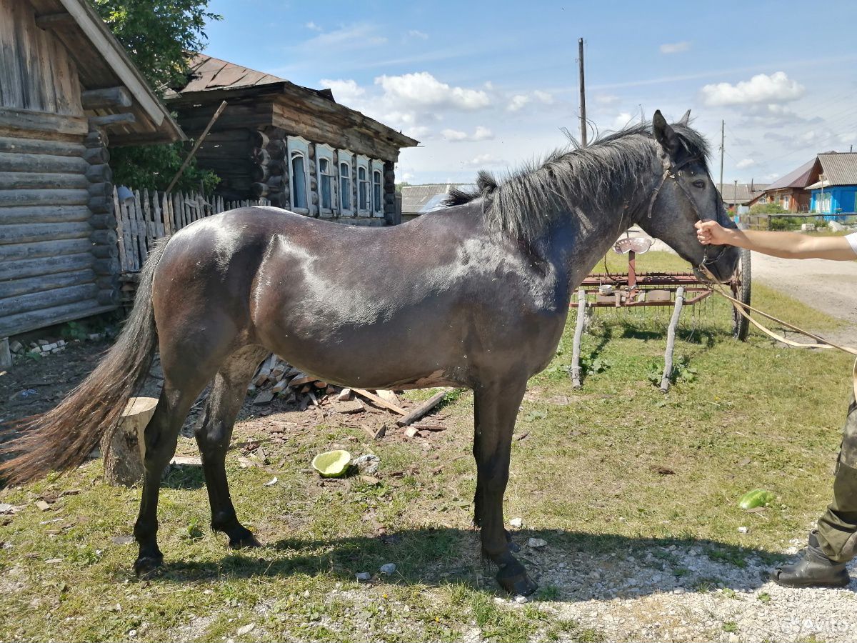 Продам лошадь купить на Зозу.ру - фотография № 4