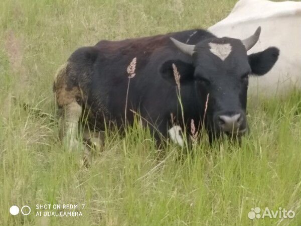 Продам корову и быка купить на Зозу.ру - фотография № 7