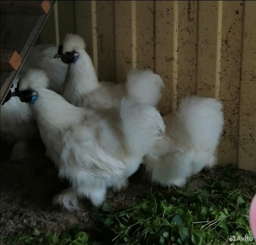 Цыплята китайские шёлковые купить на Зозу.ру - фотография № 6