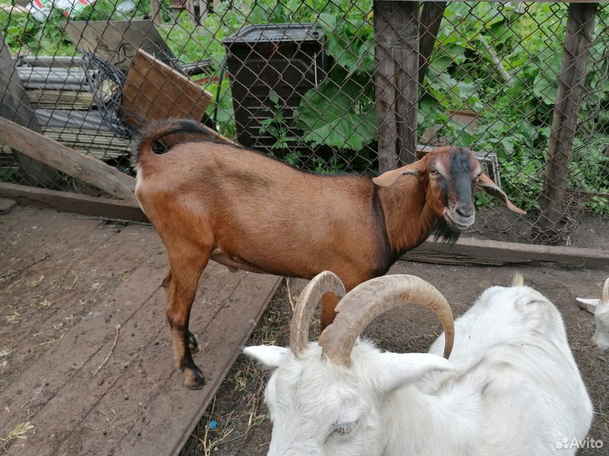 Продам дойную козу купить на Зозу.ру - фотография № 10