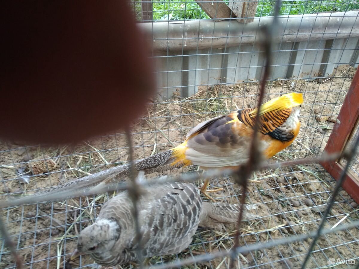 Семья золотых фазанов купить на Зозу.ру - фотография № 1