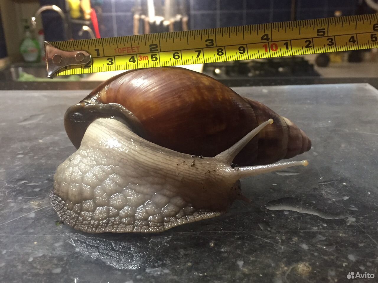 большие улитки в подмосковье. памятник улитке в москве на ордынке. сухопутные улитки.