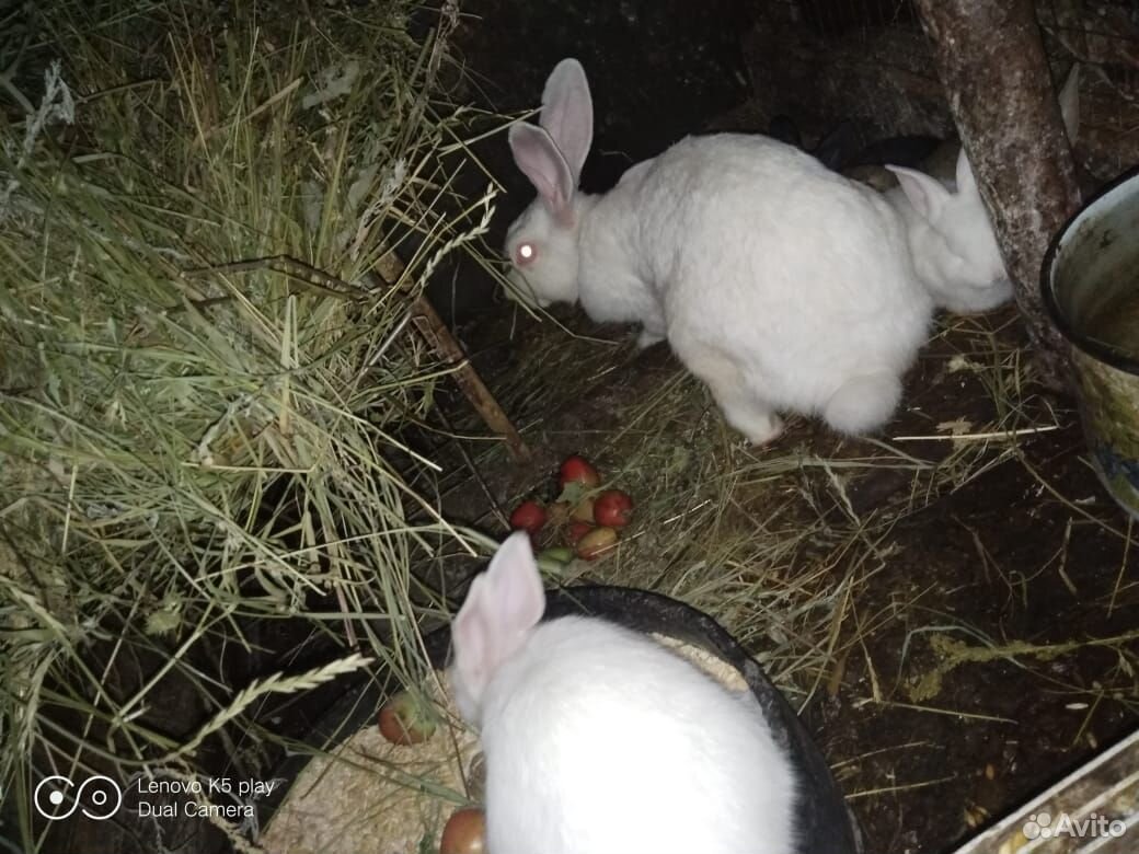 Продам кроликов купить на Зозу.ру - фотография № 4