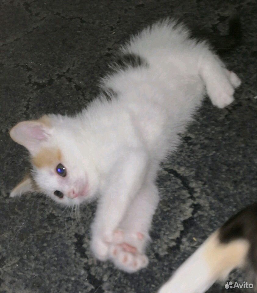 Котята, 1.5 месяца, бесплатно купить на Зозу.ру - фотография № 4