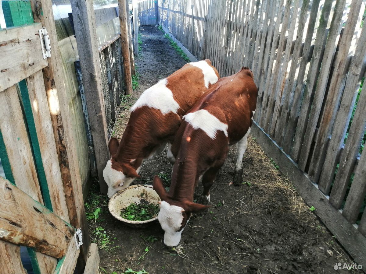 Корова, телята купить на Зозу.ру - фотография № 3