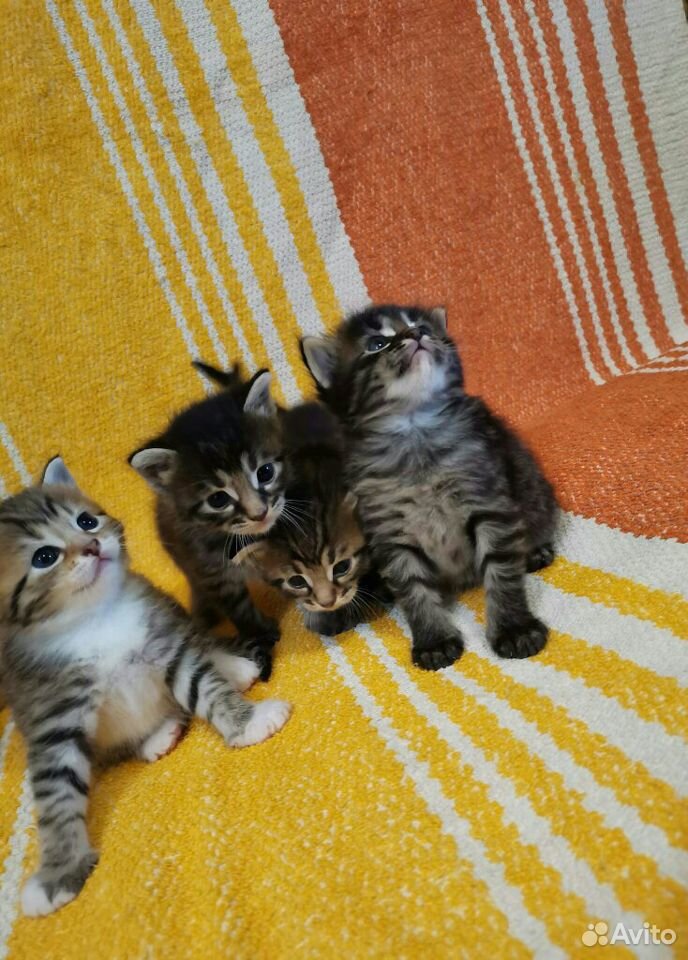 Веселые и ласковые котята ищут дом и хозяев купить на Зозу.ру - фотография № 1