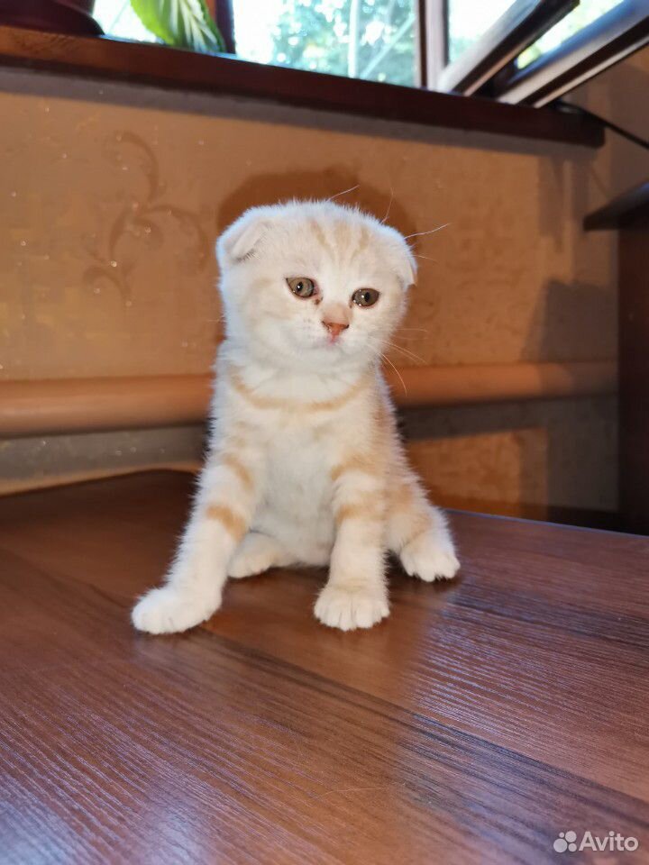 Рыженькие котятки купить на Зозу.ру - фотография № 4