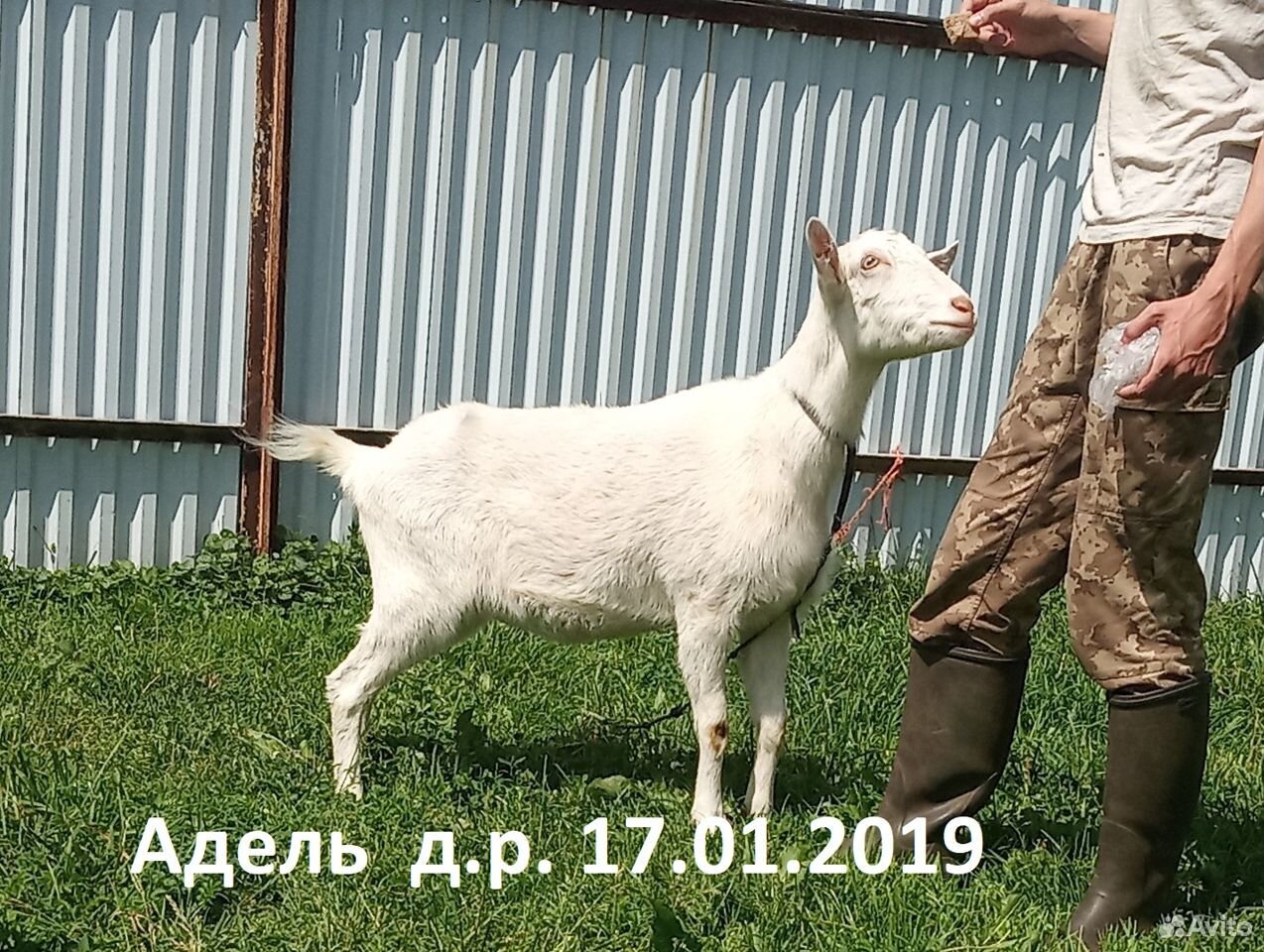 Зааненская коза, дойная и козочка купить на Зозу.ру - фотография № 7