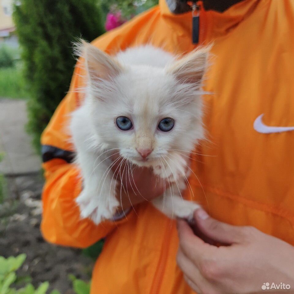 Котенок белый с голубыми глазами купить на Зозу.ру - фотография № 3