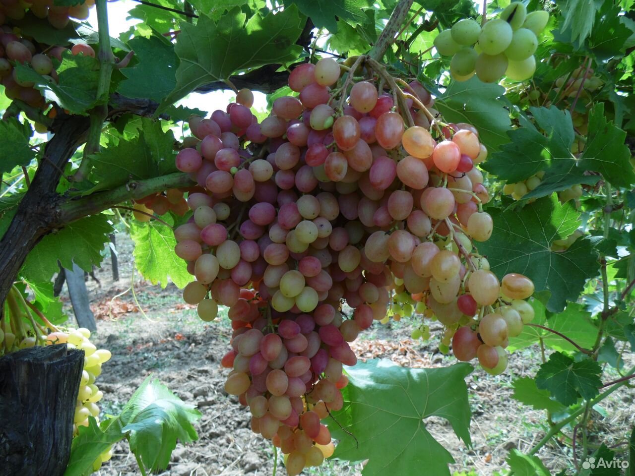 Продам виноград купить на Зозу.ру - фотография № 1