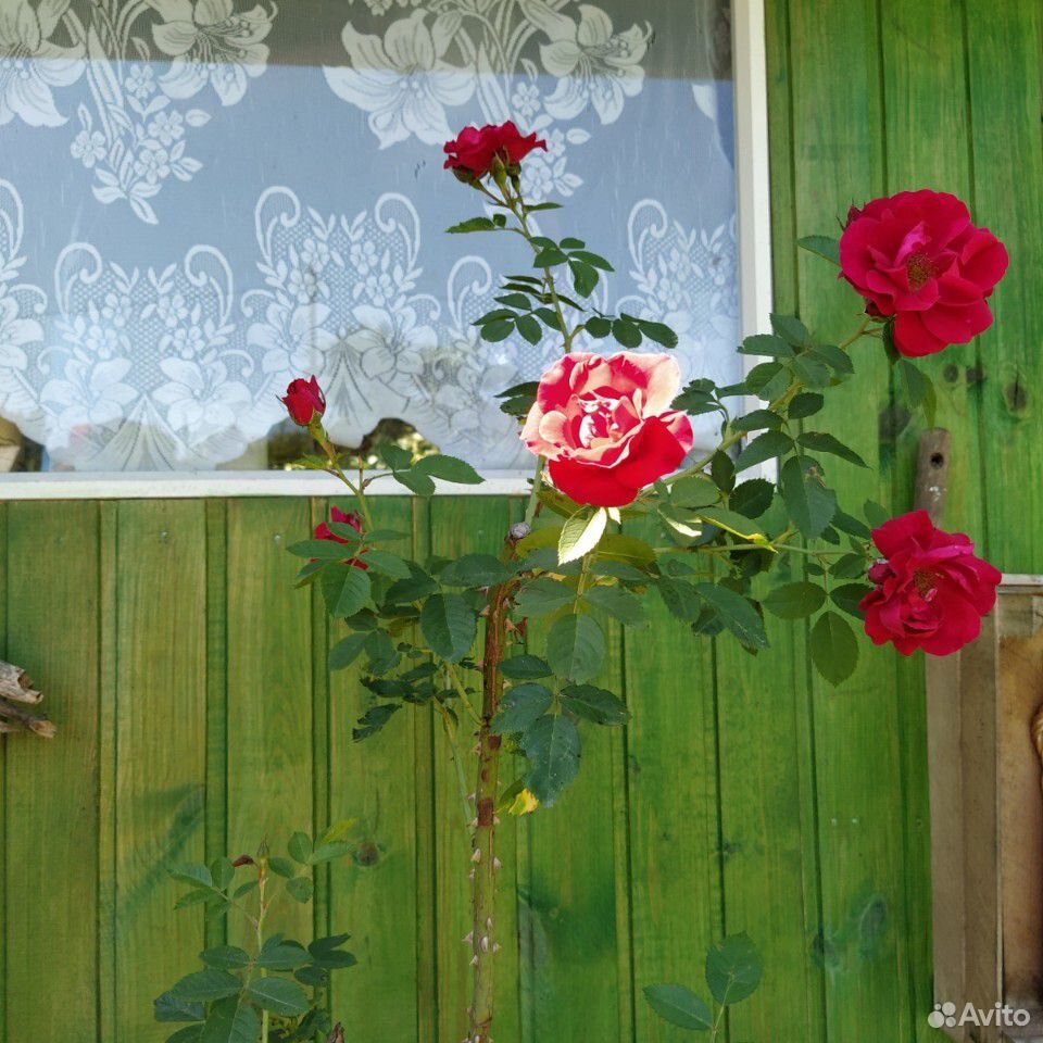 Роза плетистая купить на Зозу.ру - фотография № 6
