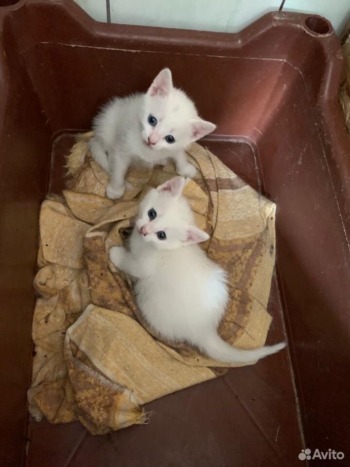 Белые котята родственники турецкого вана, рыжий-ме купить на Зозу.ру - фотография № 1