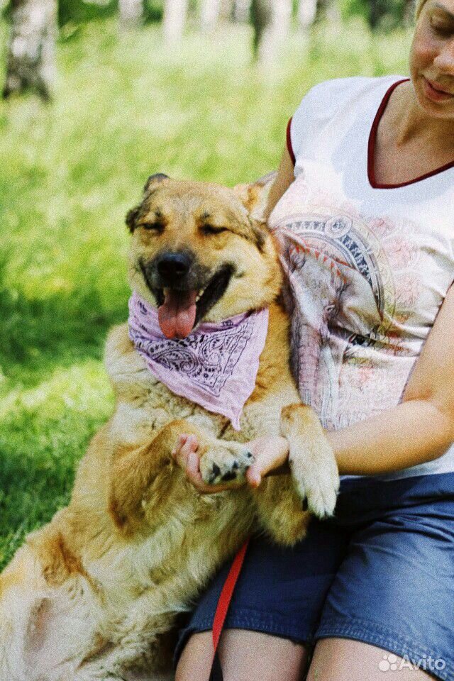 Отдаем чудесную собаку в добрые руки купить на Зозу.ру - фотография № 3