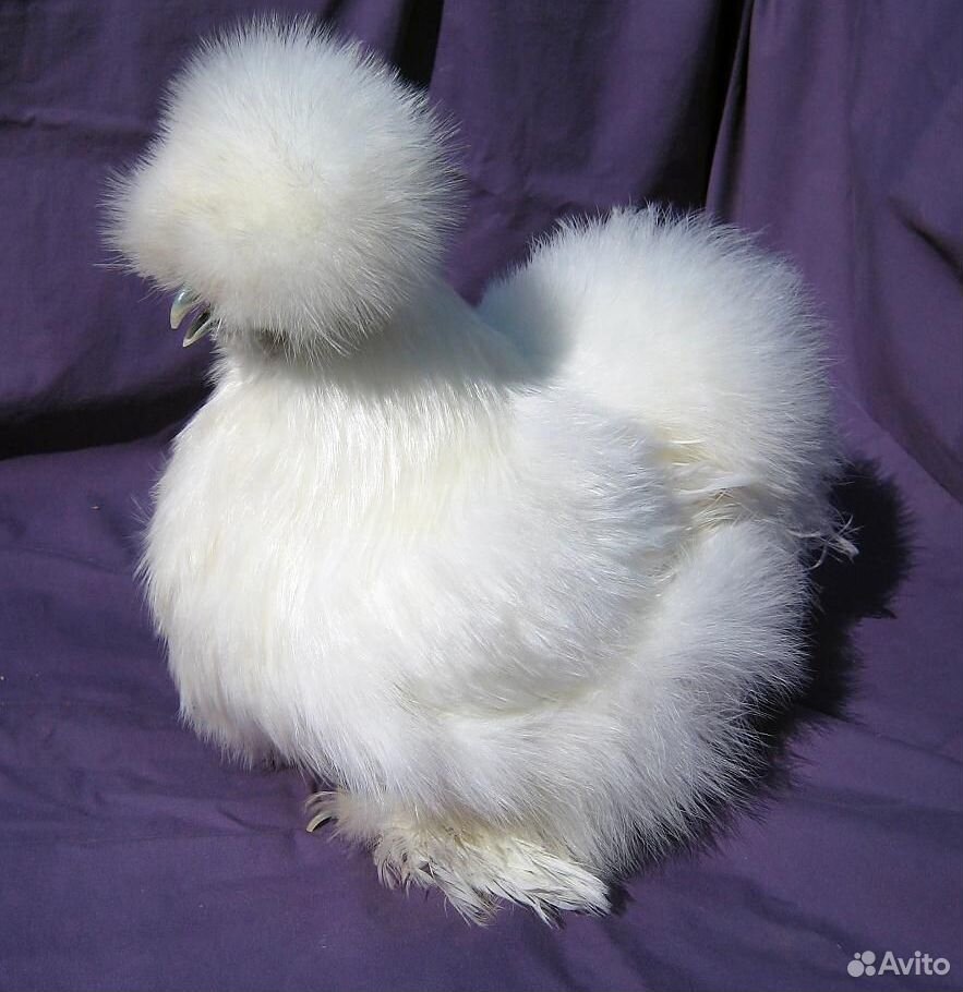 Цыплята Китайской породы купить на Зозу.ру - фотография № 1