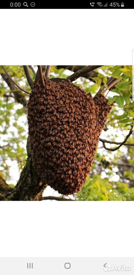 Сниму рой пчелы купить на Зозу.ру - фотография № 2