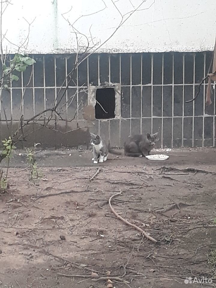 Котенок ищет дом купить на Зозу.ру - фотография № 1