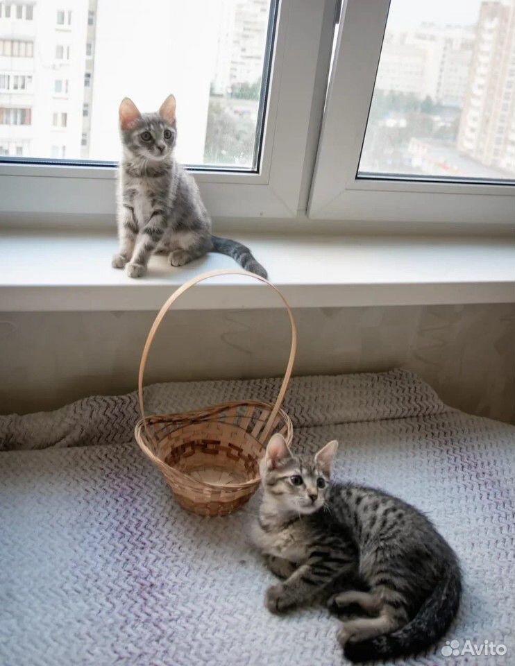 Забавные котята купить на Зозу.ру - фотография № 5