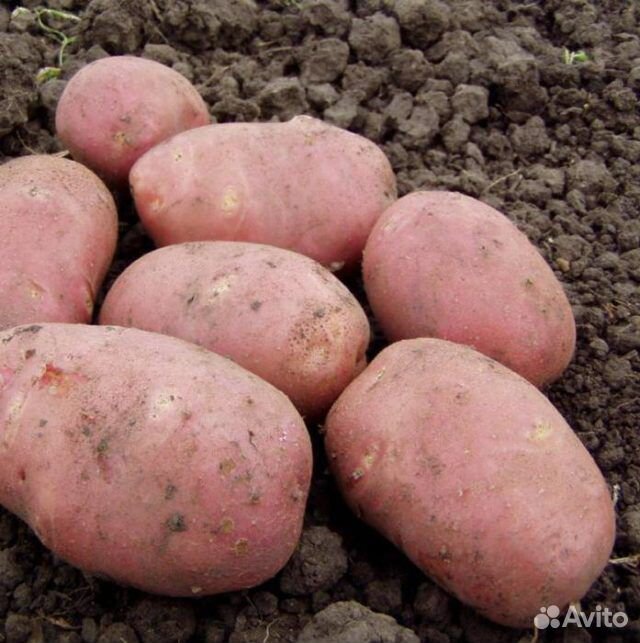 Картофель органический купить на Зозу.ру - фотография № 1