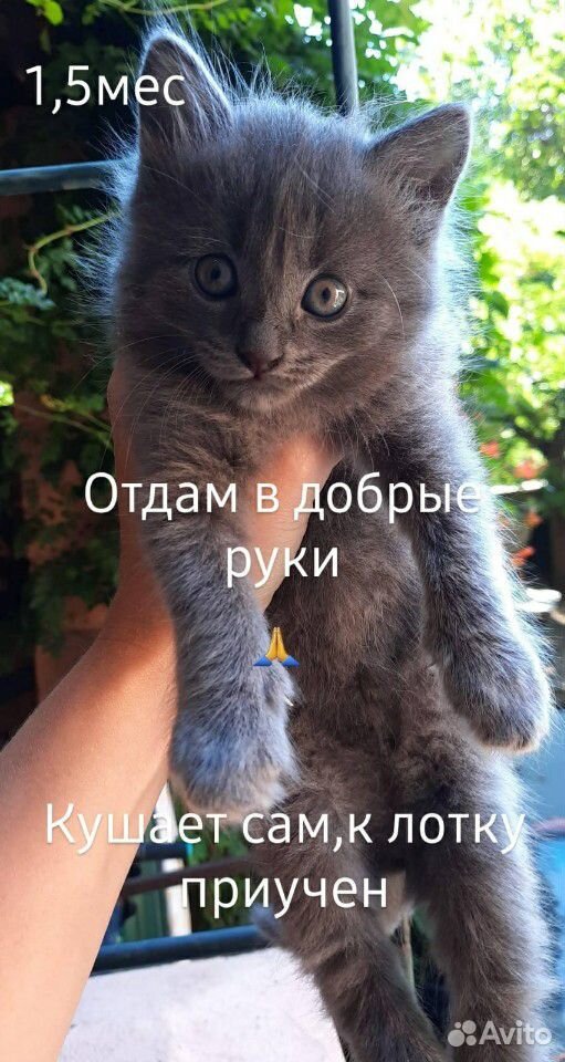 Кот купить на Зозу.ру - фотография № 1