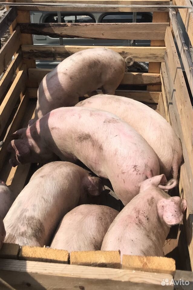 Продам мясо свинины домашнее купить на Зозу.ру - фотография № 1