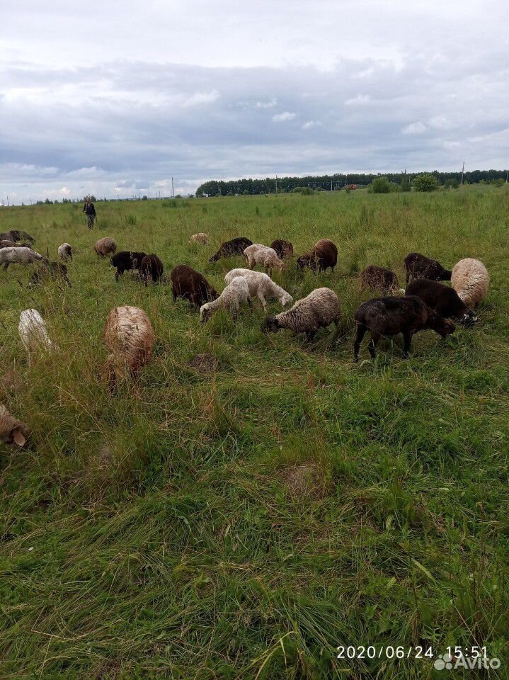 Овцы на Курбан Байрам купить на Зозу.ру - фотография № 2