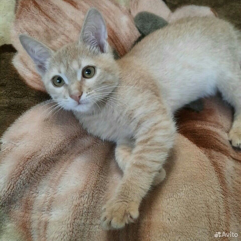 Персиковый котенок 3 месяца купить на Зозу.ру - фотография № 1