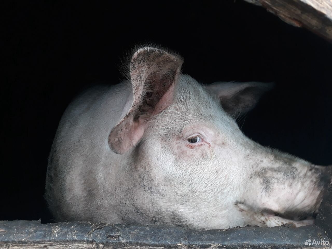 Продам свиней на мясо купить на Зозу.ру - фотография № 1