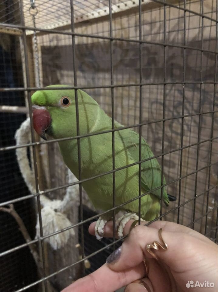 Ожереловый попугай купить на Зозу.ру - фотография № 1