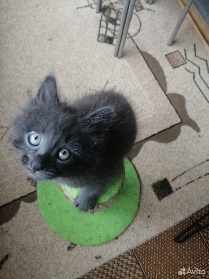 Кошка ангорка, 2 месяца. ласковая, шустрая, туалет купить на Зозу.ру - фотография № 1