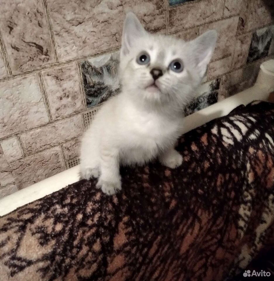 Тайские котятки 1.5 месяца купить на Зозу.ру - фотография № 1