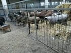 Продам баранов овец ягнята объявление продам