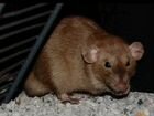 Крысята из питомника. Крысы редких окрасов объявление продам