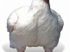 Суточные цыплята бройлер росс 308 от 100 шт. Яйцо объявление продам