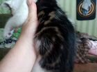 Котенок машьчик в добрые руки объявление продам