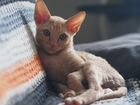 Кремовый котенок корниш-рекс объявление продам