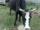 Корова вместе с телёнком объявление продам