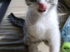 Котёнок Мэйн-Кун(метис) объявление продам