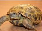Сухопутная черепаха объявление продам