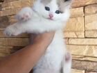 Голубоглазый котик объявление продам