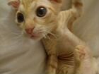 Котёнок донской сфинкс объявление продам