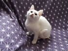 Ангорский котёнок объявление продам