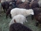 Ягнята, овцы объявление продам