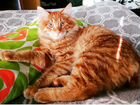 Вязка - крупный кот и его детки объявление продам
