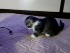 Манчкин вислоухий котенок объявление продам